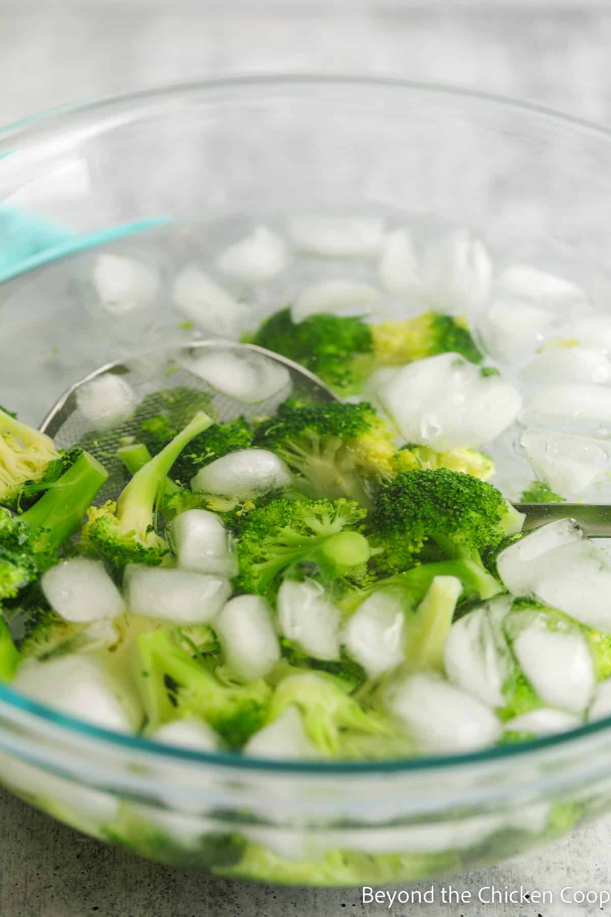 Broccoli in a bowl filled with ice water. 