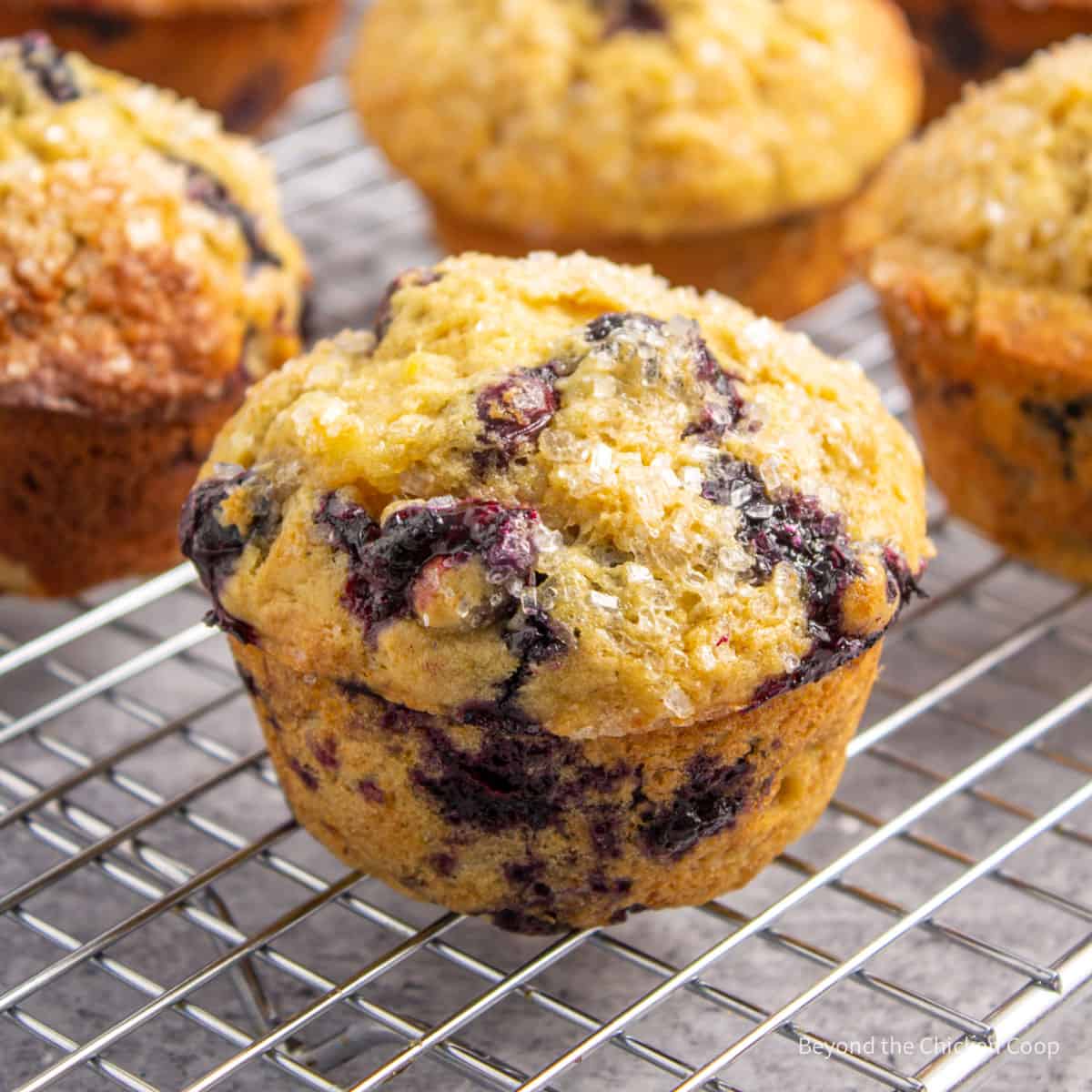 Blueberry muffin on a baking rack. 