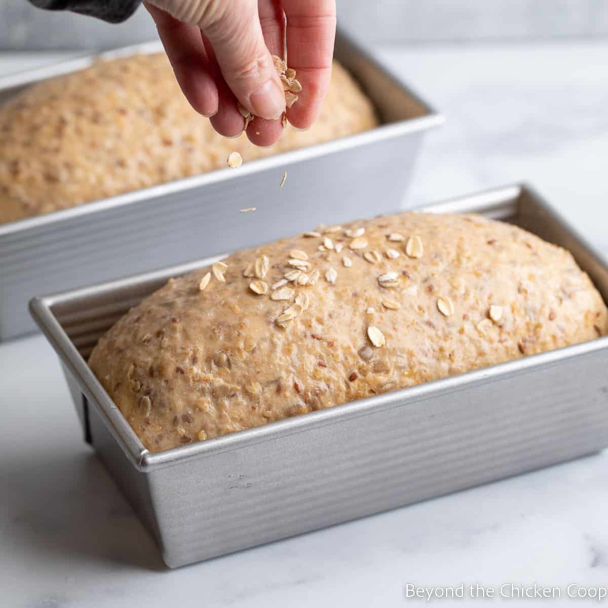 Sprinkling oats onto an unbaked loaf. 