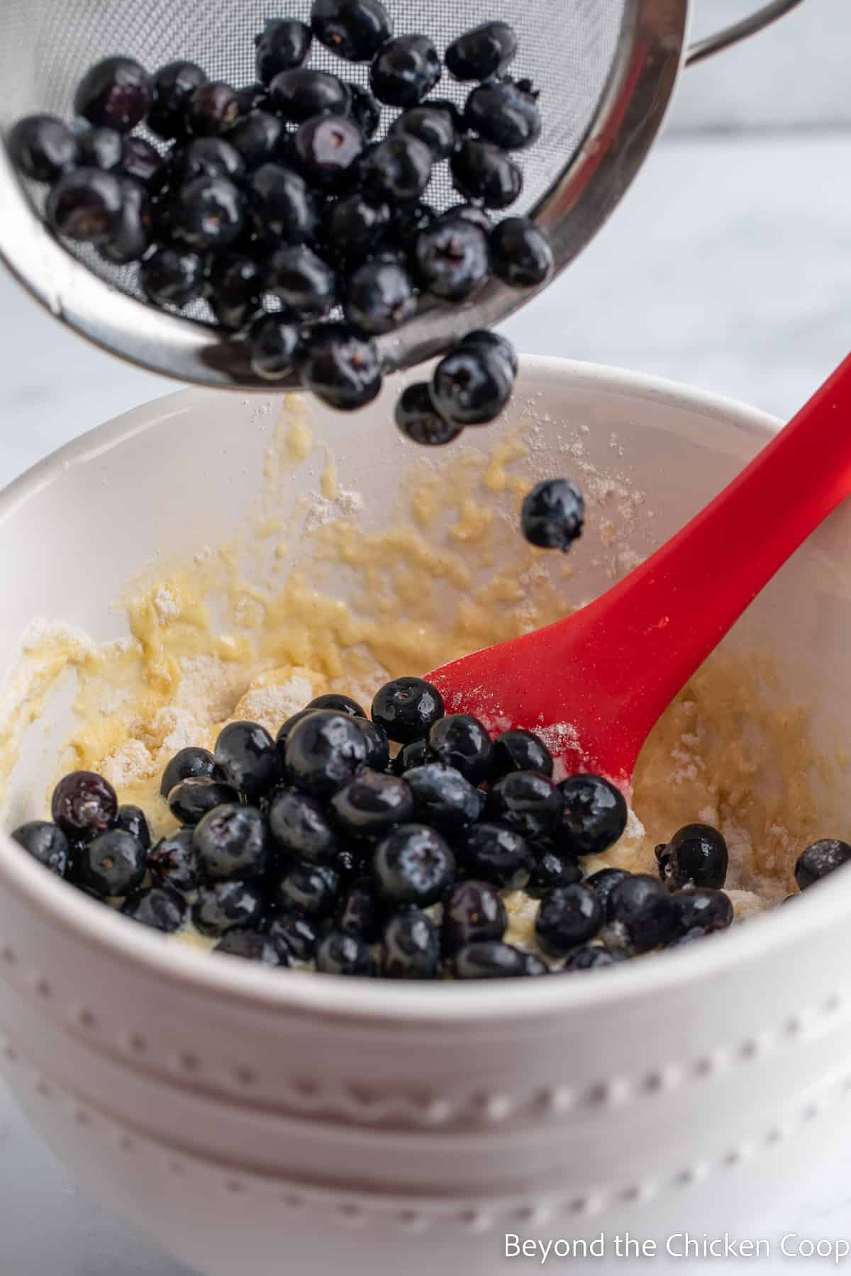 Pouring blueberries into muffin batter.