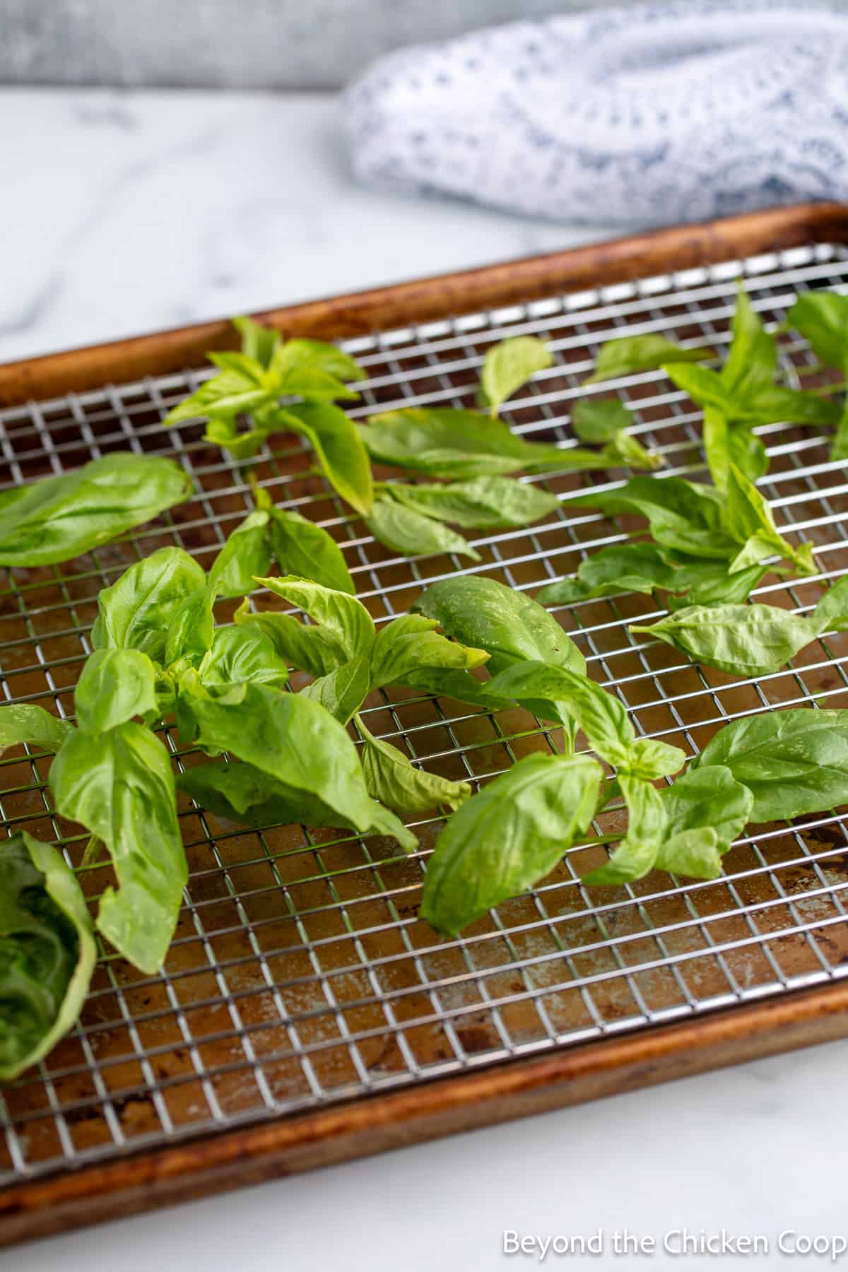 Fresh basil leaves on a baking rack. 
