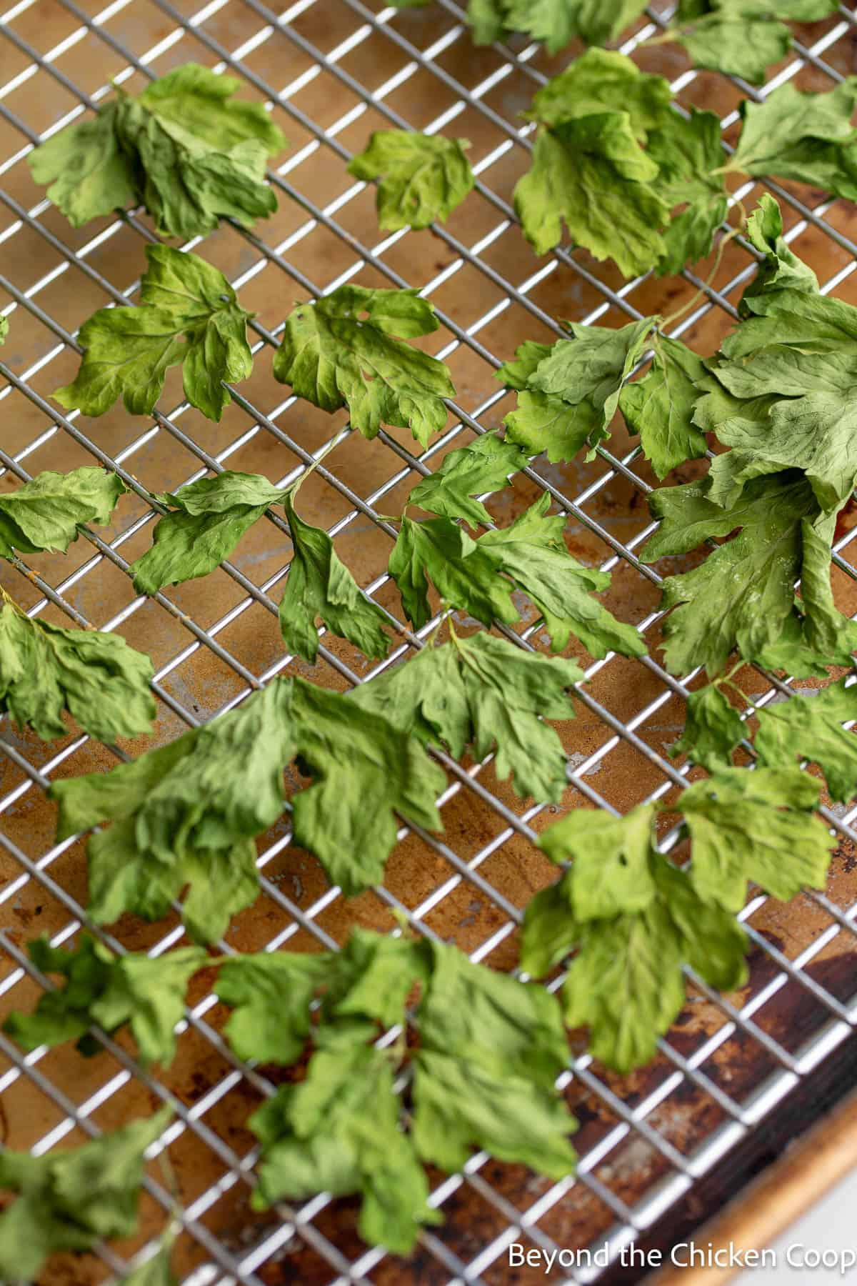 Dried parsley leaves on a baking rack. 