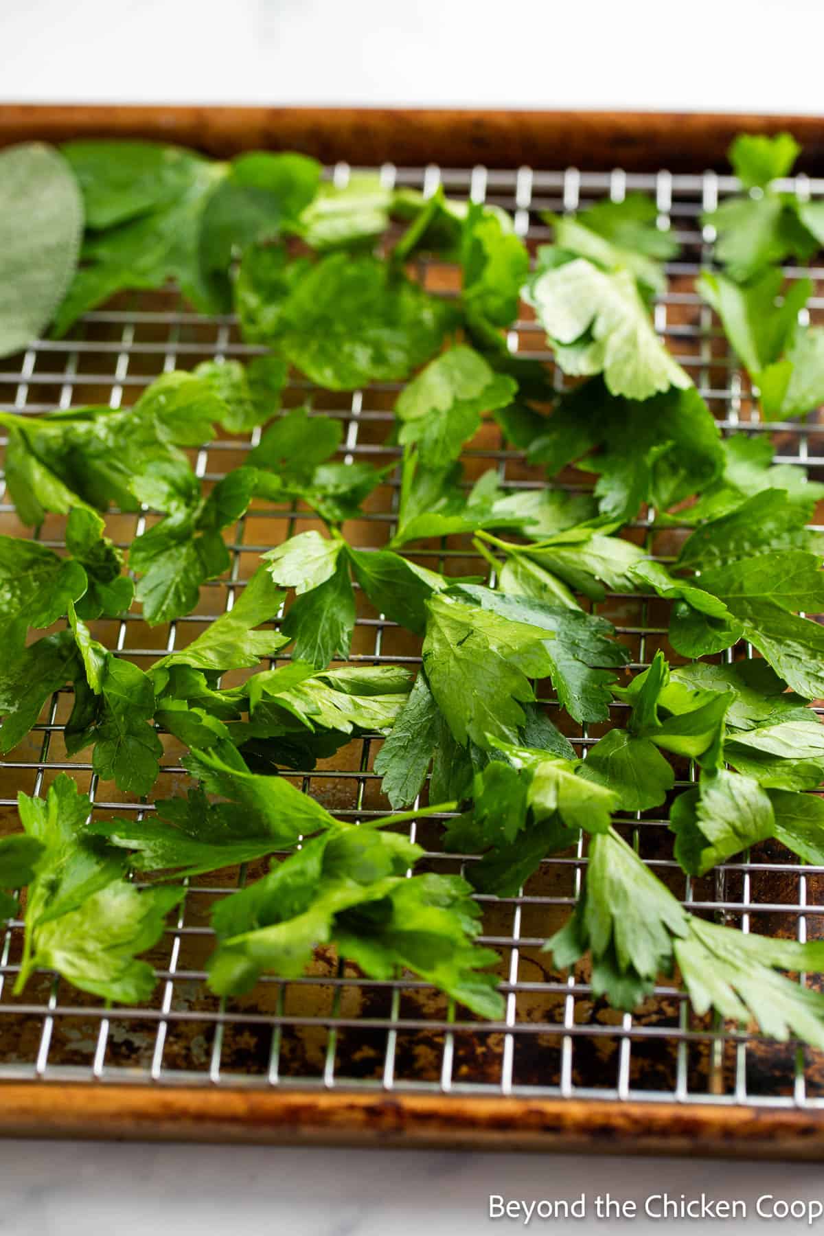 Parsley on a baking rack. 