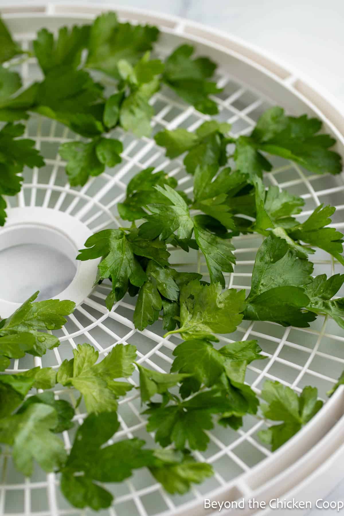 Parsley leaves on a dehydrator tray. 