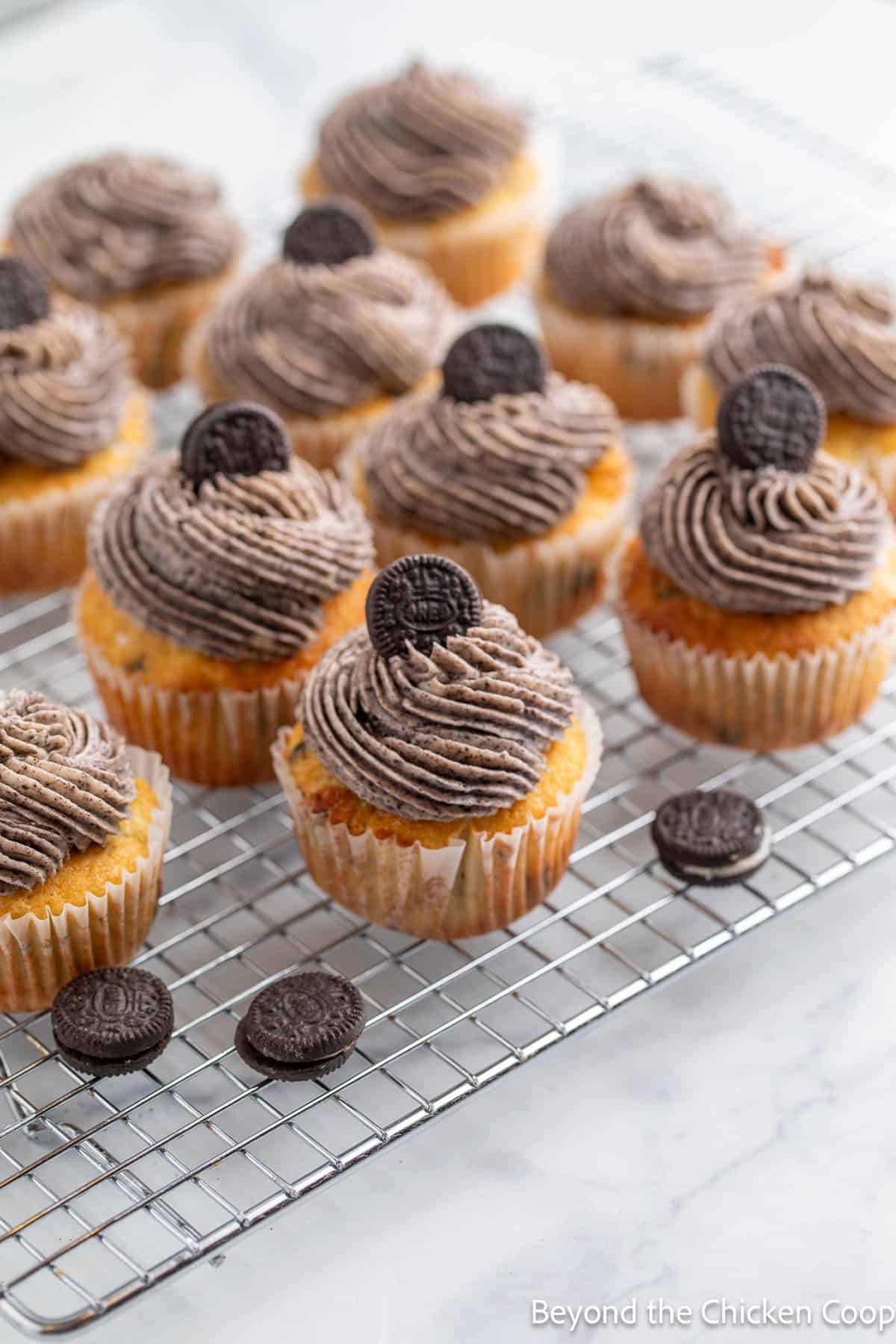 Cupcakes frosted with Oreo frosting. 