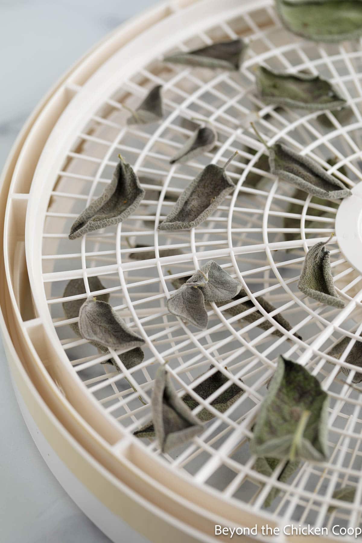 Dried sage leaves on a dehydrator tray. 