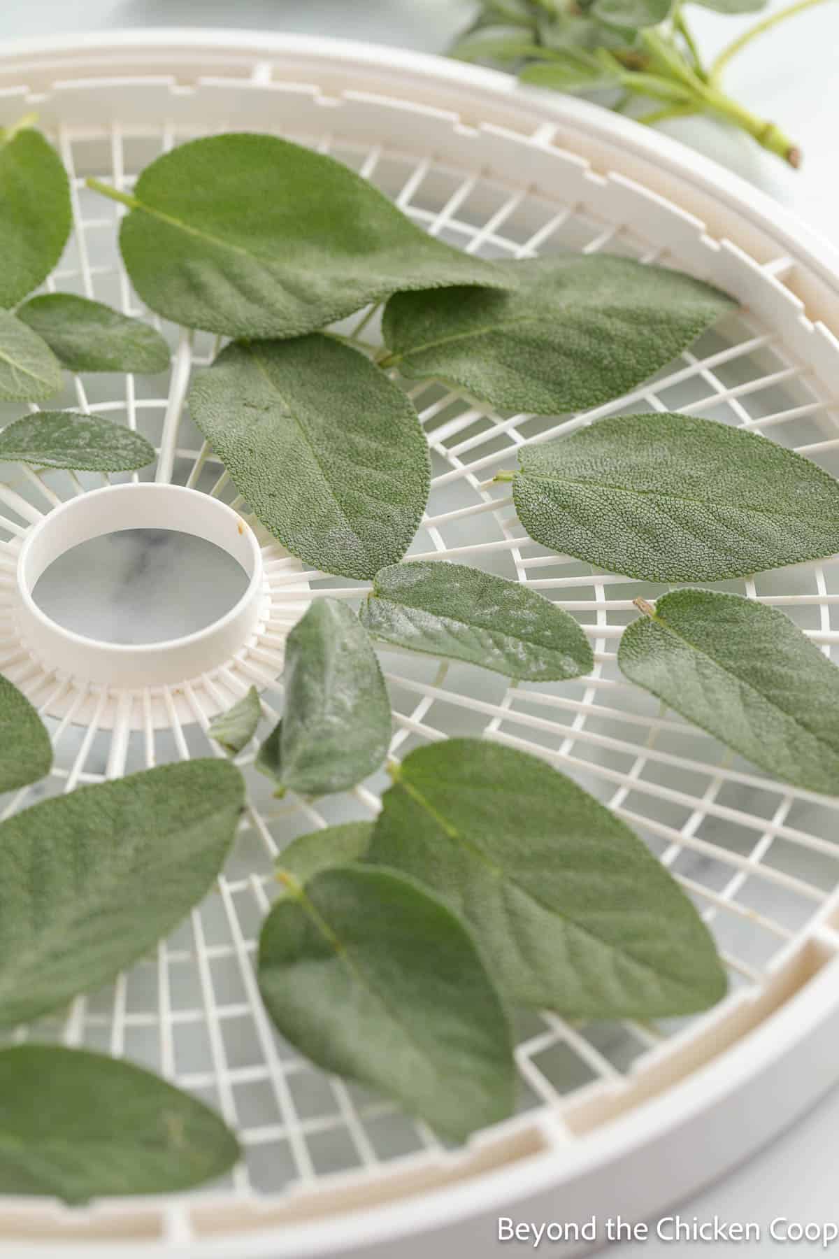 Sage leaves placed on a dehydrator tray. 