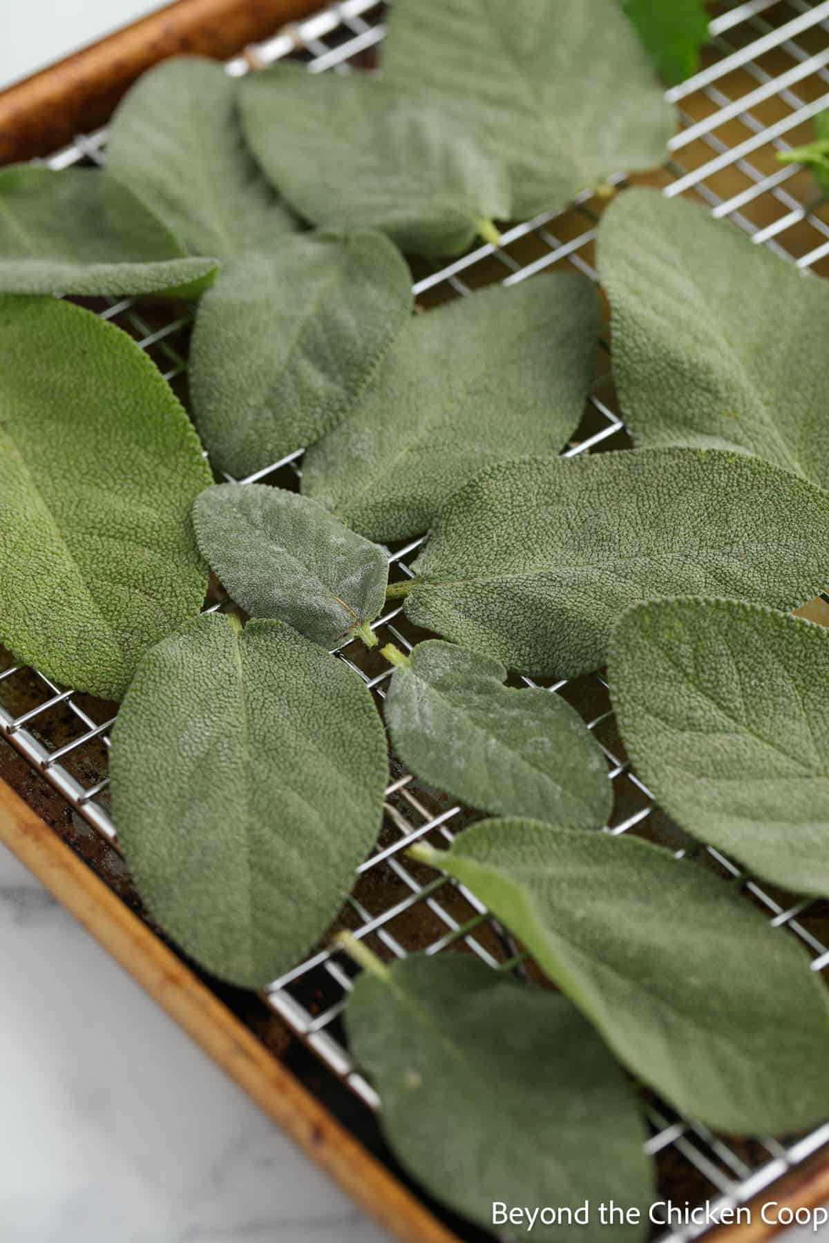Sage leaves on a baking rack. 