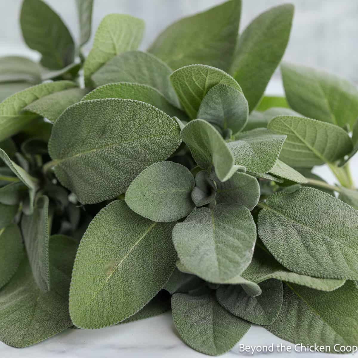 Fresh sage leaves in a bundle. 
