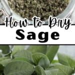 Dried sage and fresh sage leaves.