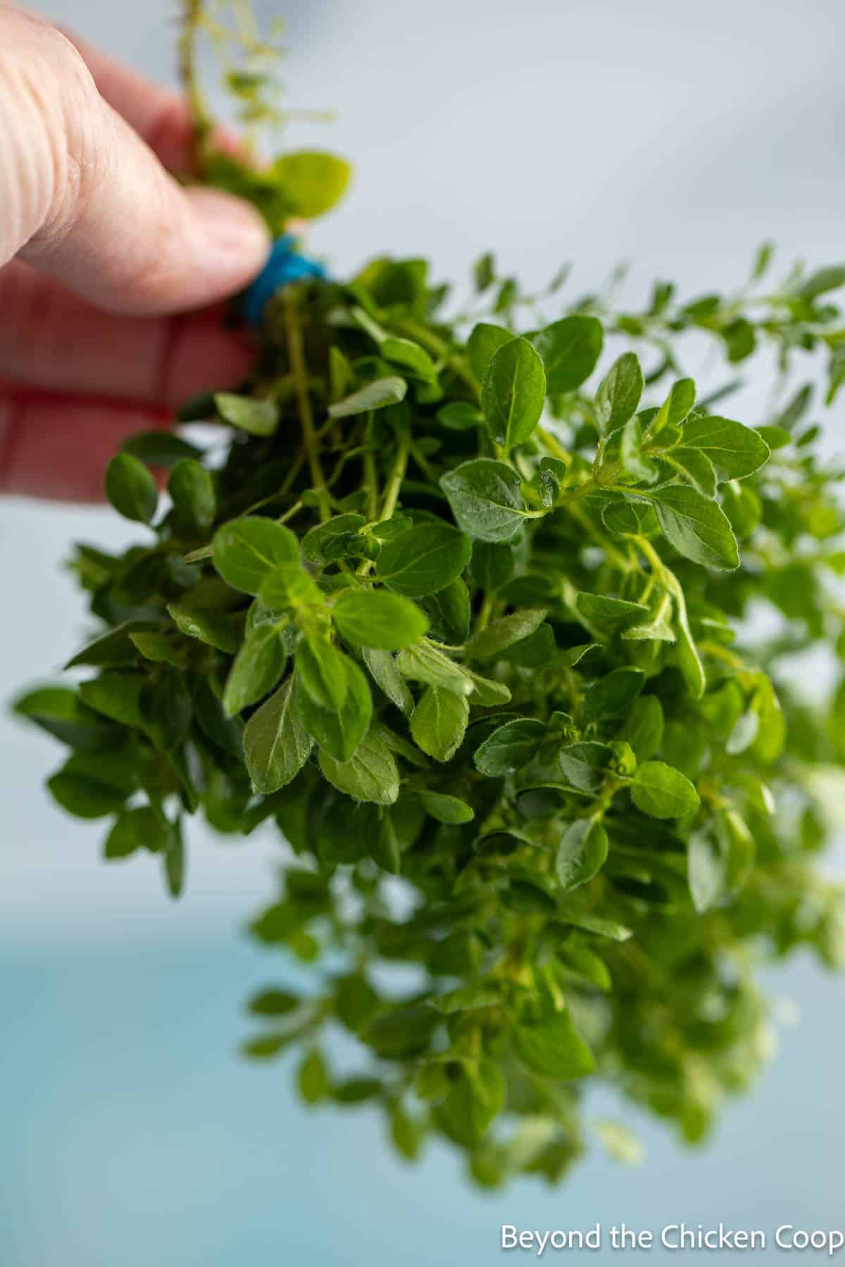 A bundle of fresh oregano. 