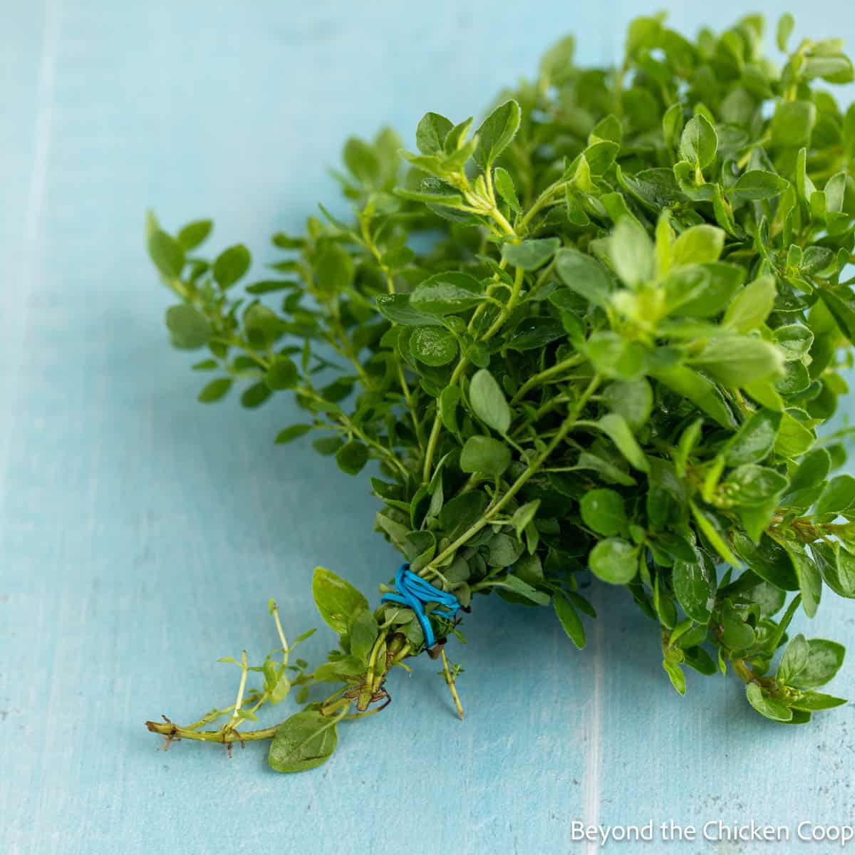 Bundled fresh oregano tied together with a rubber band. 