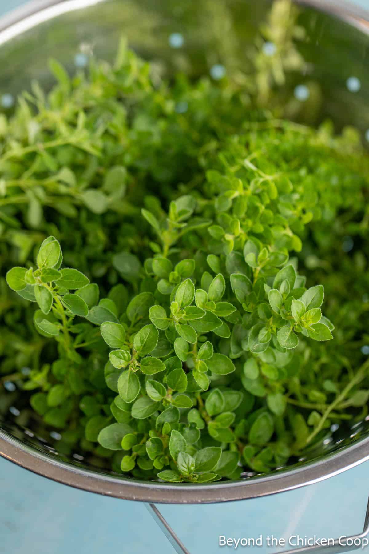 A bowl filled with fresh oregano. 