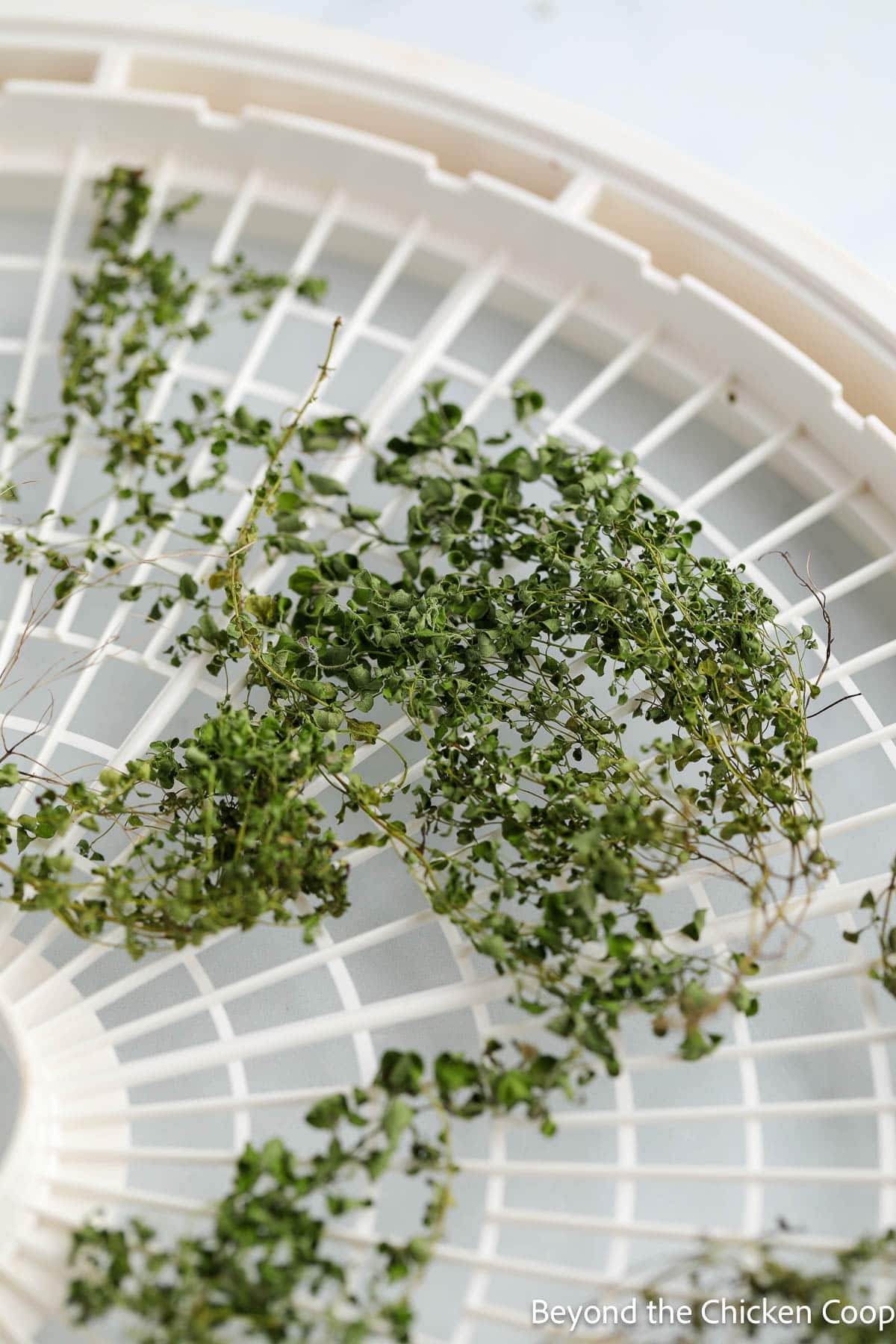 Dried oregano on a dehydrator tray. 