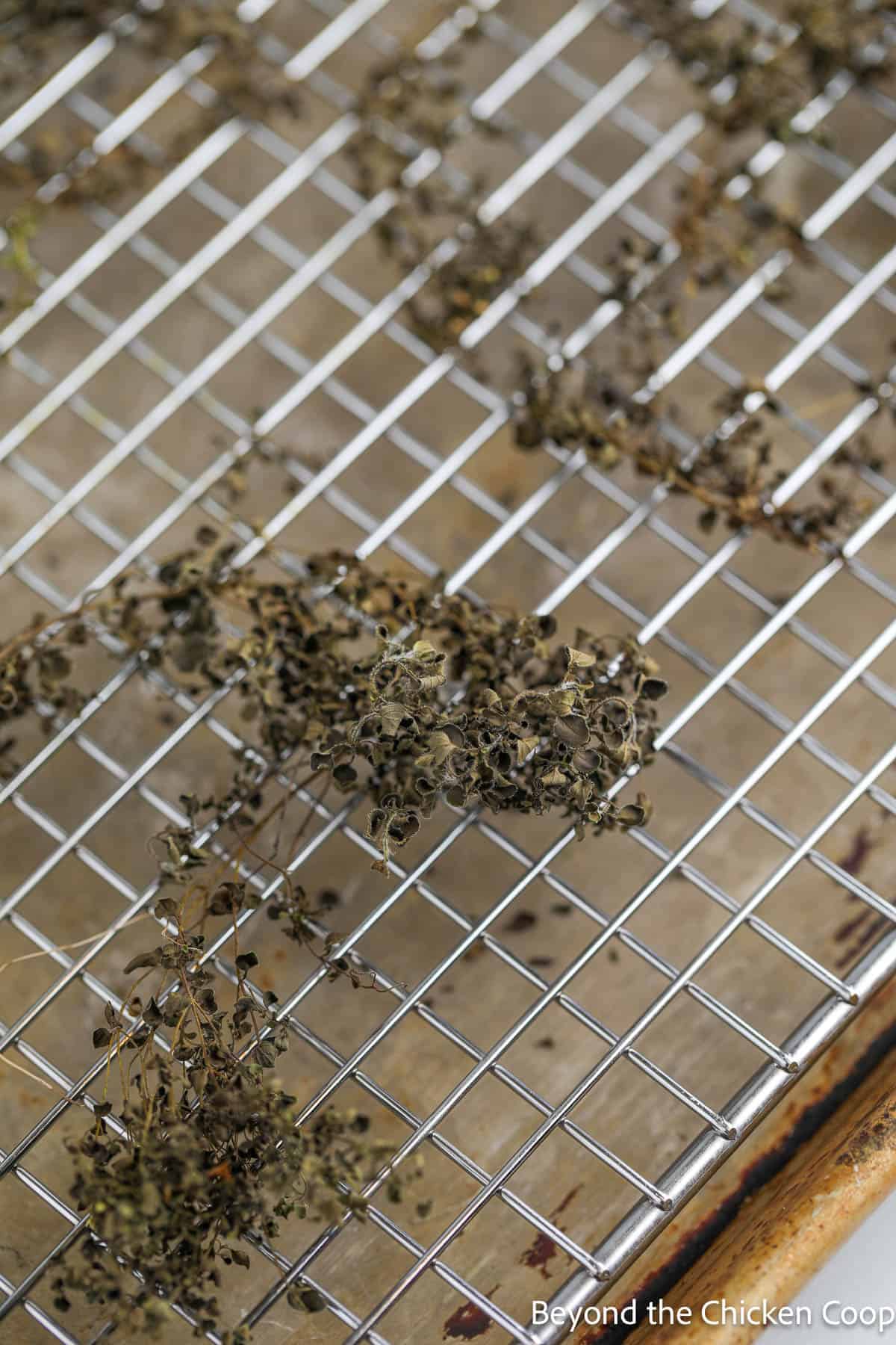 Oven dried oregano on a rack. 