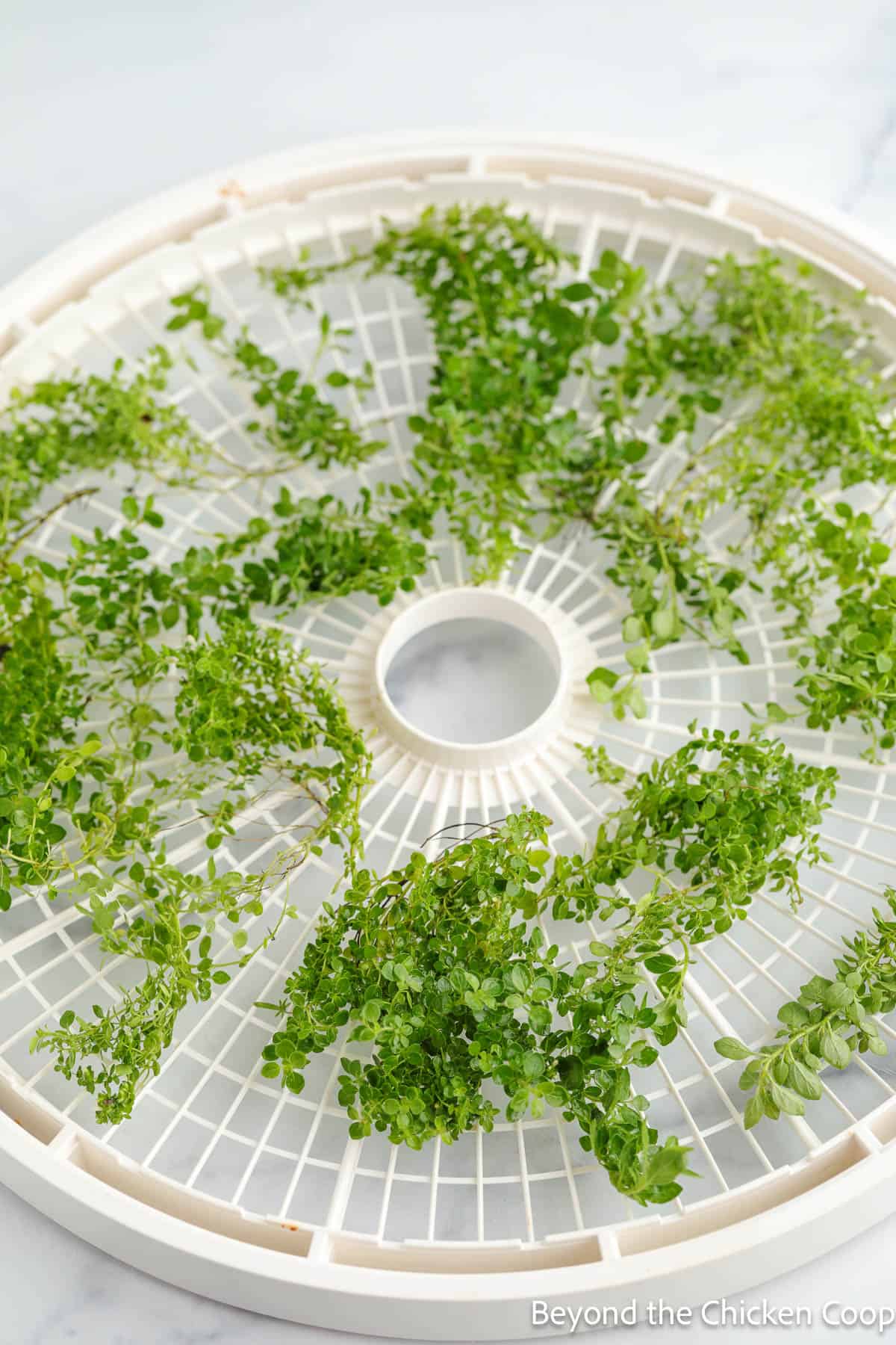Fresh oregano on a dehydrator tray.