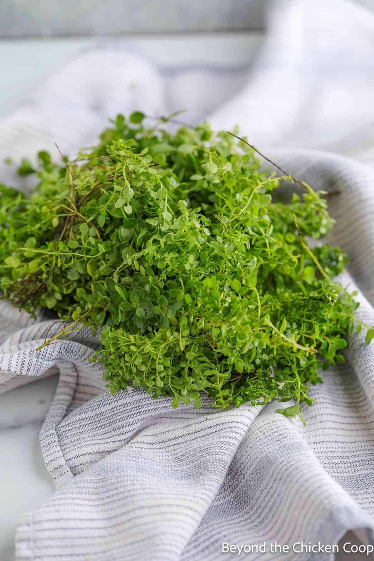 Oregano being dried with a kitchen towel. 