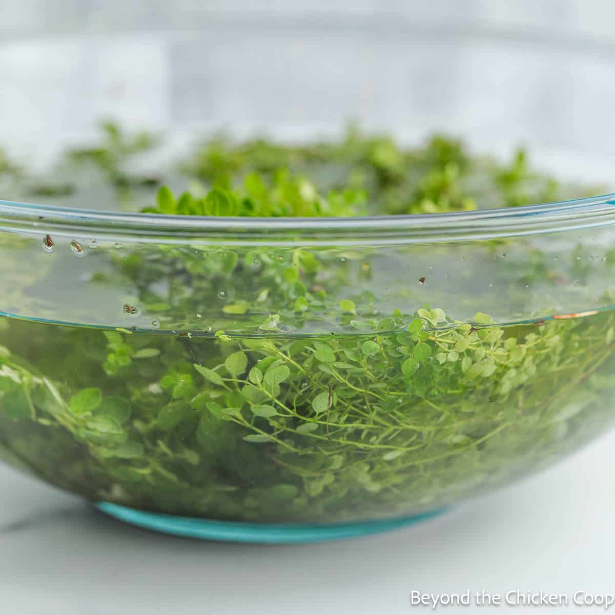 Fresh oregano in a glass bowl filled with water. 