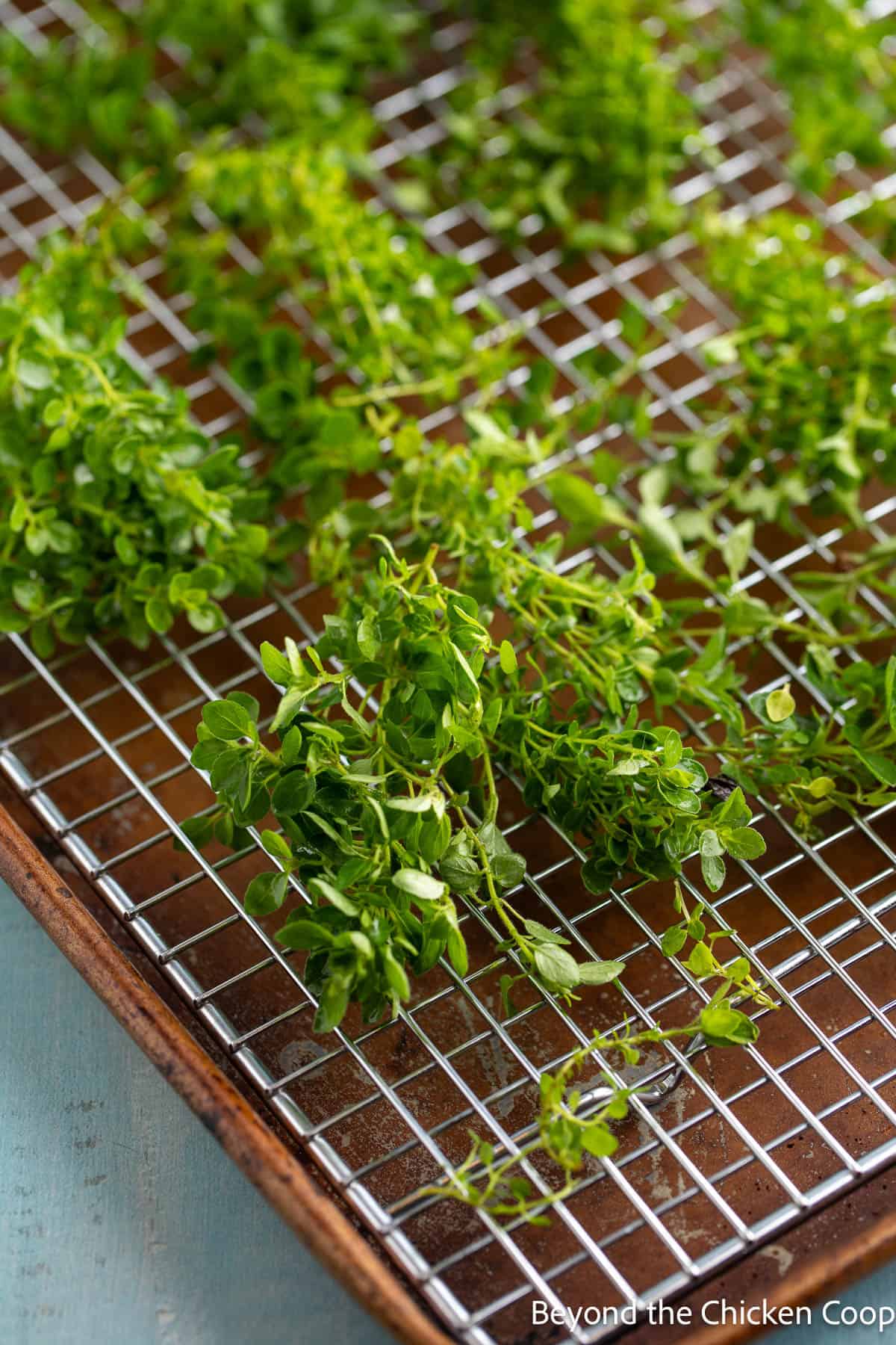 Fresh oregano on a baking rack. 