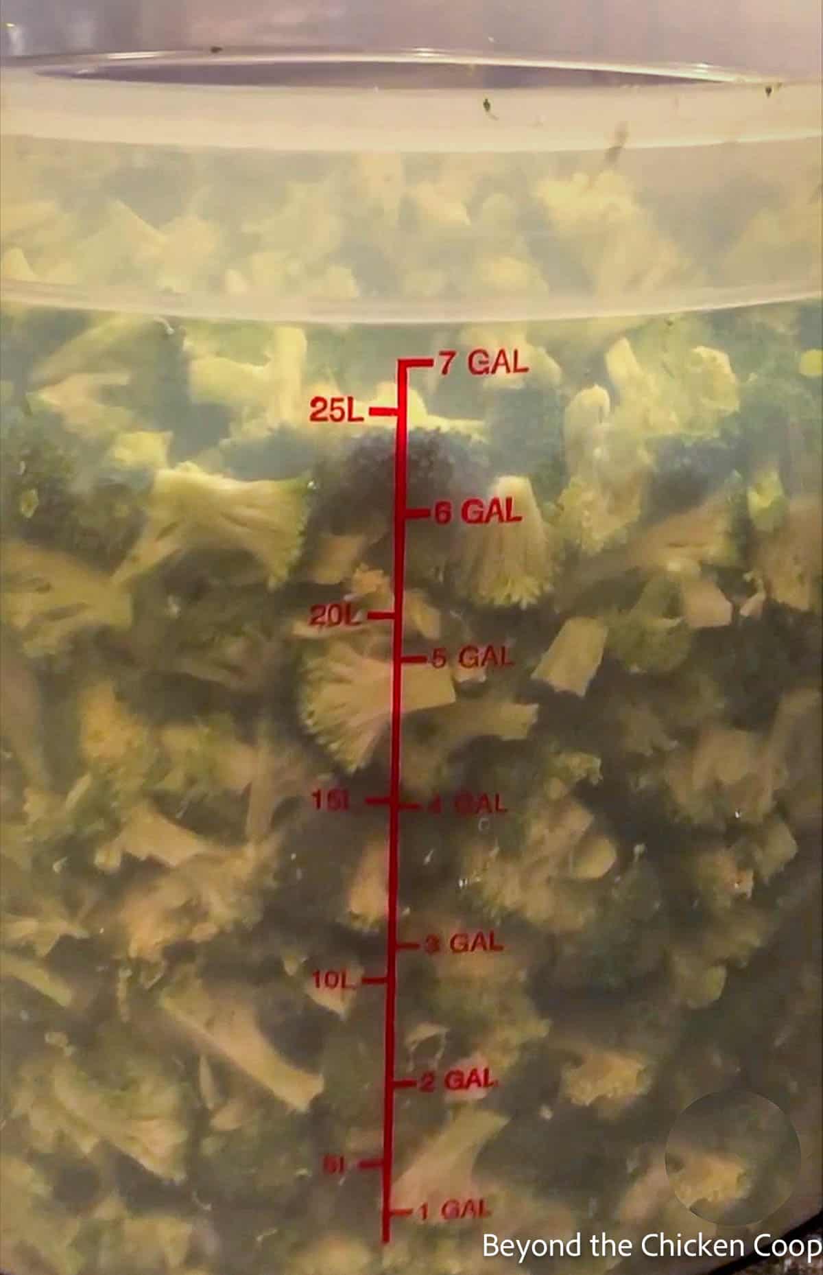 Seven gallons of cut broccoli. 
