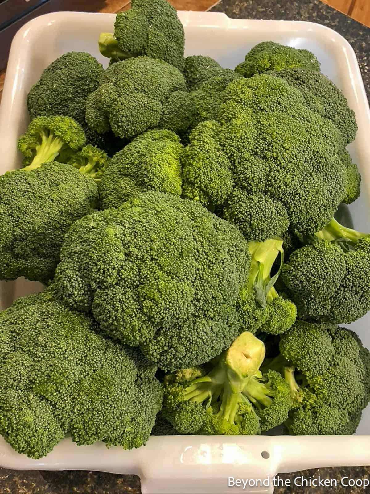 Fresh broccoli heads in a large white container. 