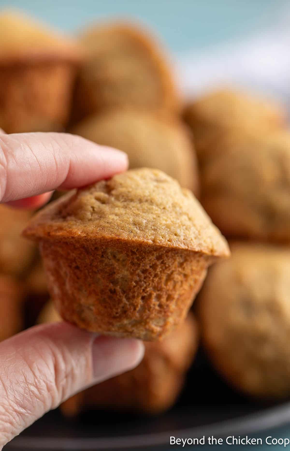 Holding a mini muffin between two fingers. 