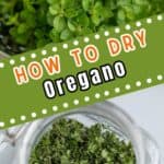 Fresh oregano and dried oregano in a glass jar.