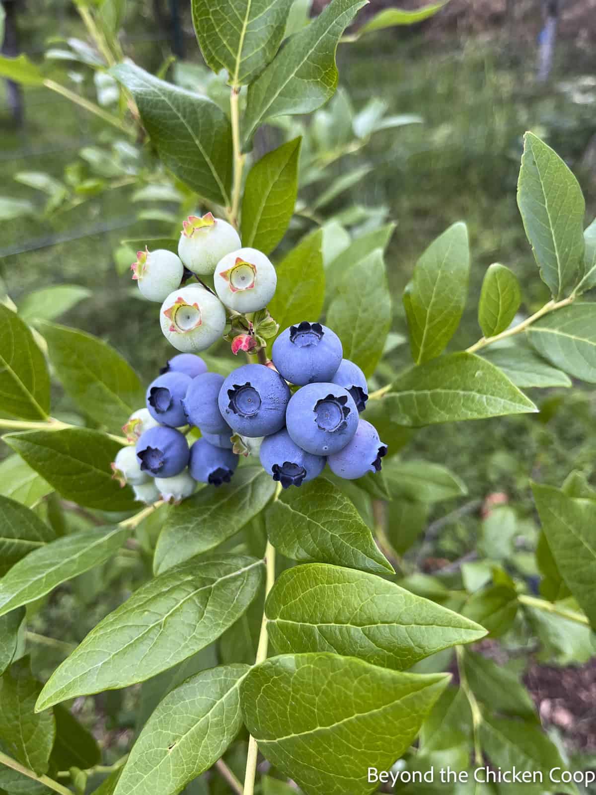 Blueberries on a blueberry bush. 