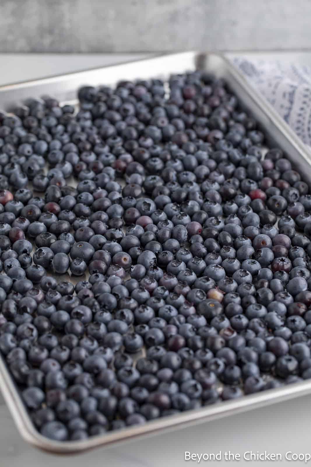 Fresh blueberries on a baking sheet. 