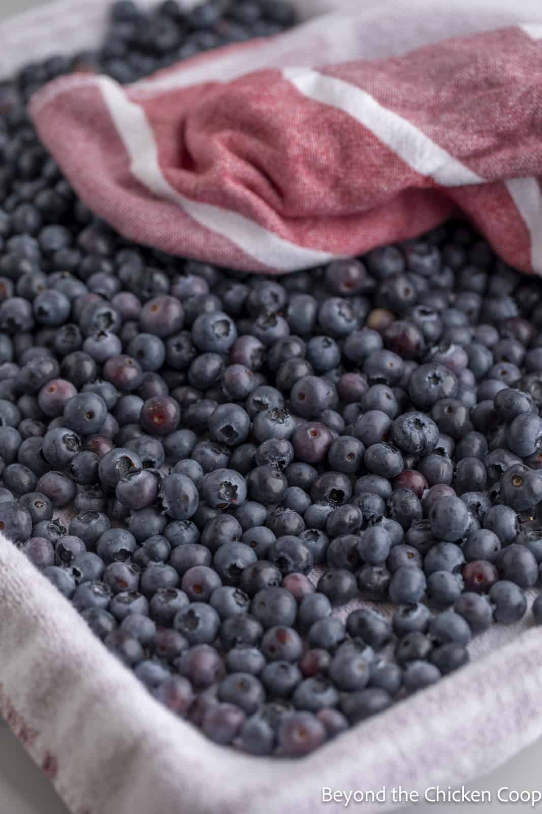 Drying blueberries on towels. 