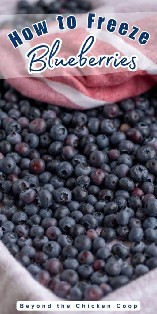 A sheet pan filled with blueberries.