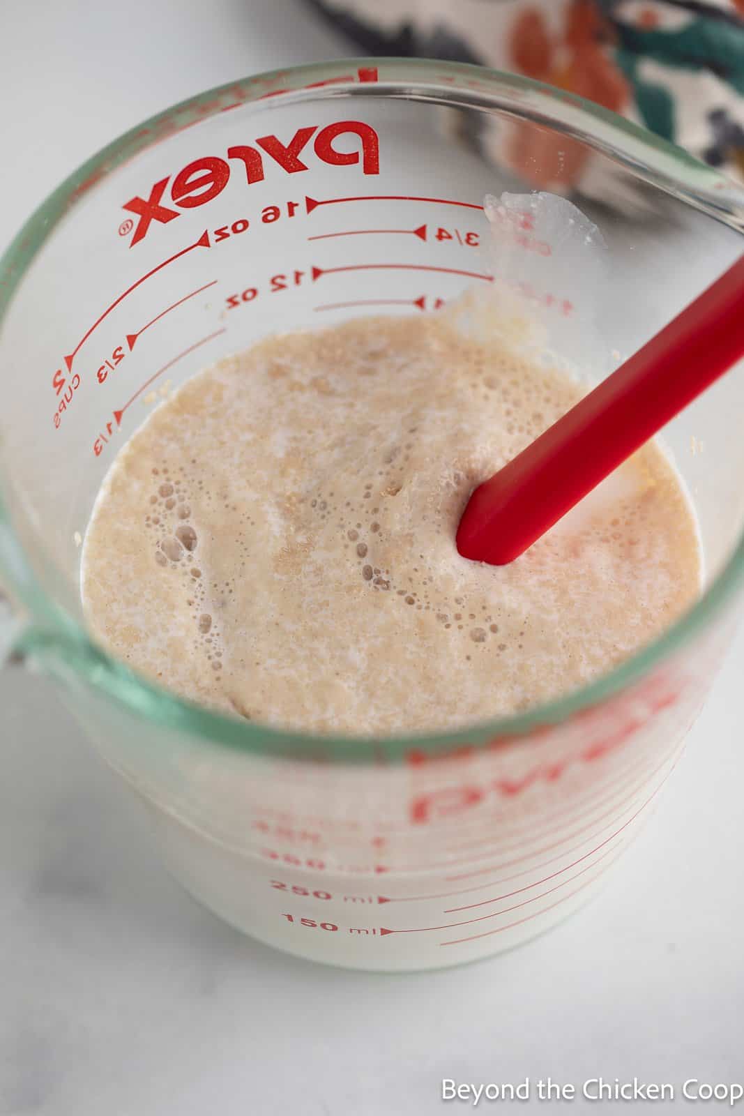 Bubbly yeast in a glass measuring cup. 
