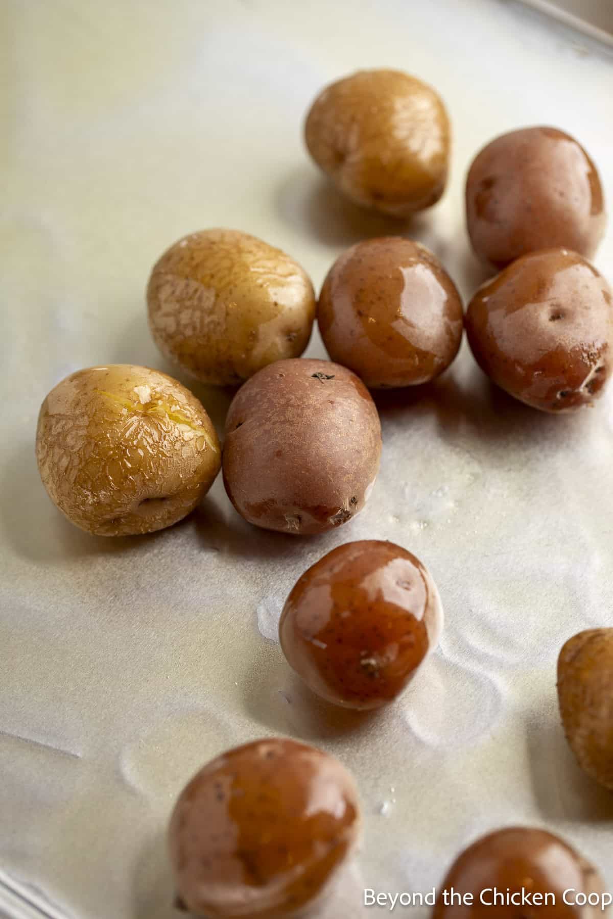Small potatoes rolled in oil on a baking sheet.