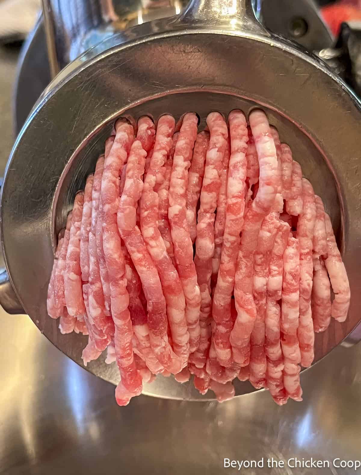 Grinding pork with a meat grinder. 