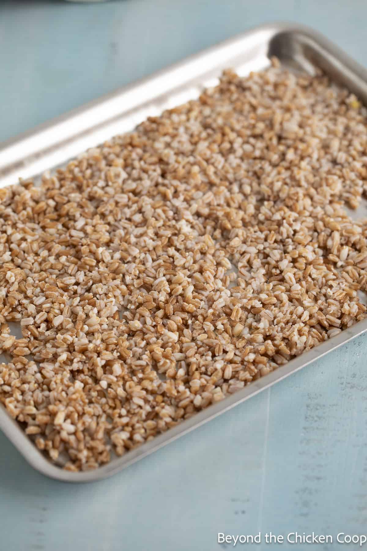 Cooked farro on a baking sheet.
