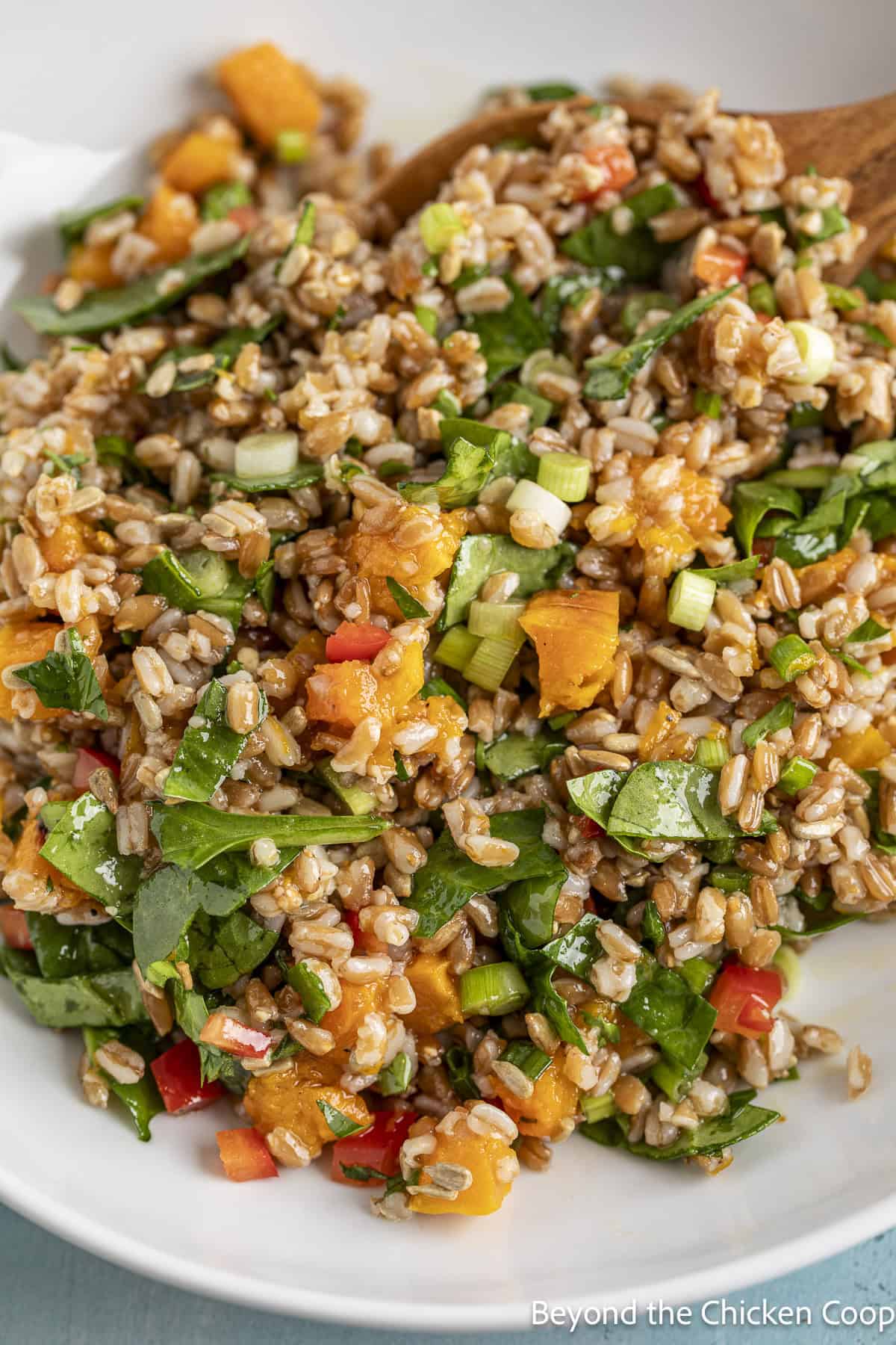 A whole grain salad with farro, butternut squash, spinach, and bell peppers in a white bowl.
