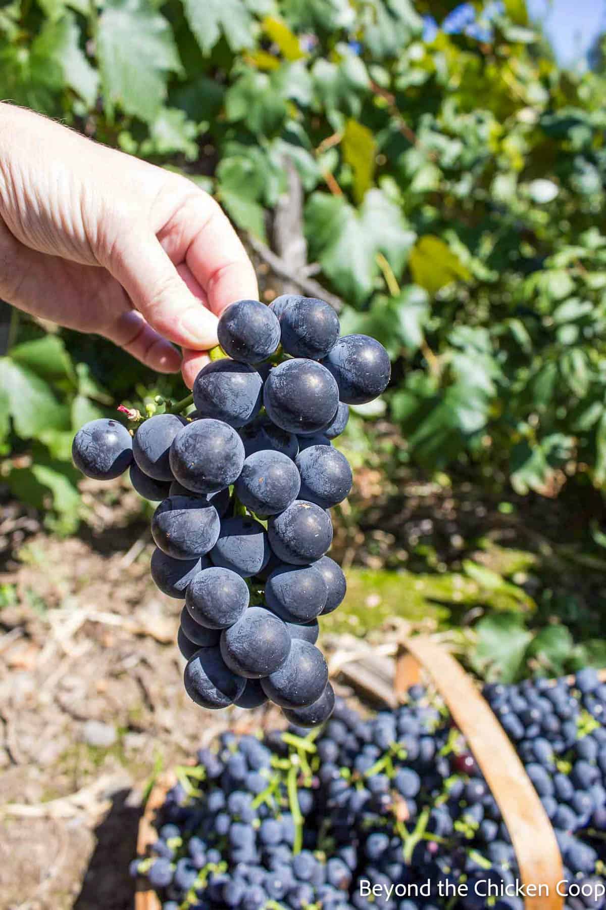 Fresh Concord grapes being picked from a vine.