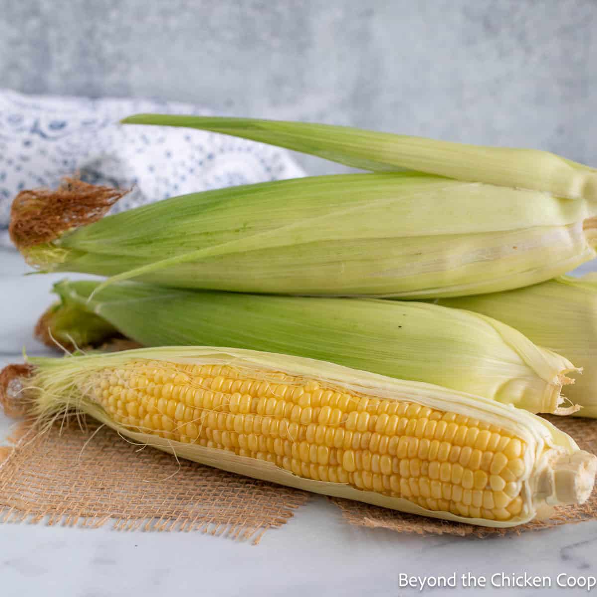 Ears of corn on the cob.
